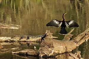 Alligator Gallery: USA, Georgia, Riceboro. Alligator and anhinga sunning