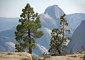 USA - half dome seen through Jeffrey pine (Pinus jeffreyi) and whitebark pines (Pinus albicaulis)