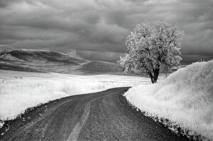 Backroad Gallery: USA, Infrared Palouse fields, Backroad and Tree