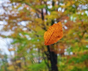 Beech Gallery: USA, New Hampshire fallen Beech leaf on wet windshield