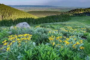 Danita Delimont Collection: USA, Wyoming. Arrowleaf balsamroot wildflowers in meadow, summer