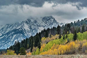 Danita Delimont Collection: USA, Wyoming. Landscape of fall Aspen Trees and fall snow on mountain