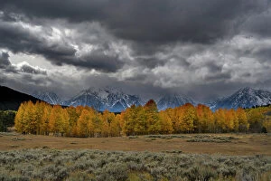 Danita Delimont Collection: USA, Wyoming. Landscape of Golden Aspen Trees and snowy peaks