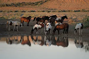 Mare Gallery: USA, Wyoming. Wild horses drink from waterhole in desert
