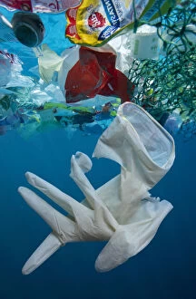 Drifting Gallery: Used surgical glove drifting at sea, along with