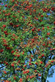 USH-1847 Rowan Tree / Mountain Ash - Ripe berries in autumn