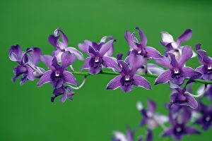 Orchids Gallery: USH-2431