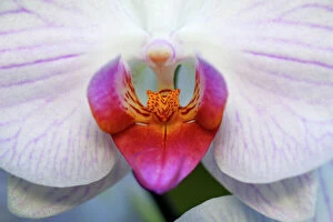 Orchids Gallery: USH-2586