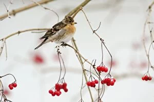 USH-3663 Brambling - male in winter plumage - on branch with berries and snow in background
