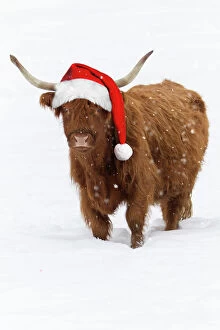 USH-5065-M Scottish Highland Cow - standing on snow wearing Christmas hat