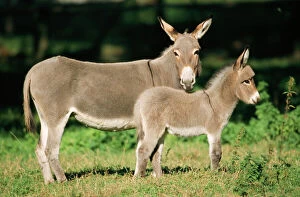 Farm Gallery: Donkeys