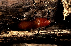 Valentine ants - guarding pupa of Mangrove ant-blue butterfly (Acrodipsas illidgei) Valentine ants - guarding pupa of Mangrove ant-blue butterfly (Acrodipsas illidgei)