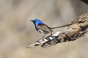 Variegated Fairy-wren - male perched Variegated Fairy-wren - male perched