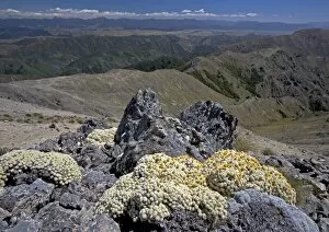 Images Dated 17th January 2005: Vegetable sheep (ancient alpine cushion plants) at high altitude in the Black Birch Range at about 1350m; South Island
