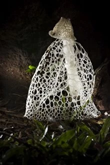 Lady Gallery: Veiled Lady (Phallus indusiatus) at night