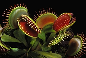 Venus Flytrap - with traps wide open Venus Flytrap - with traps wide open