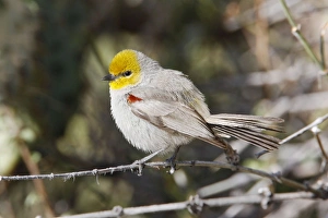 Verdin Verdin