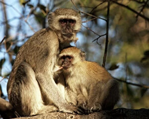 Vervet Monkey - nursing