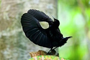 Birds Gallery: Victoria's Riflebird a Bird of Paradise - adult male displaying wildly in the hopes to attract