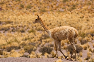 Vicuna / Vicugna - adult strolling through grassy desert Vicuna / Vicugna - adult strolling through grassy desert