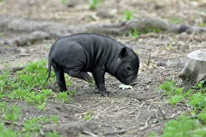 Vietnamese Pot-bellied Pig - piglet scratching itself Vietnamese Pot-bellied Pig - piglet scratching itself