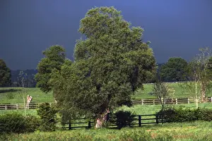 Agricultural Fields Prints: View of fields and trees with storm clouds behind