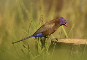 Violet Eared Waxbill - Male perched on discarded pot Violet Eared Waxbill - Male perched on discarded pot
