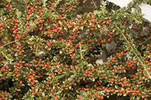 Red Berry Plant Prints: Wall cotoneaster in fruit