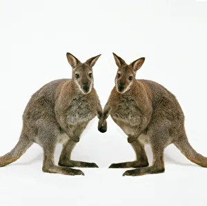 <b class=qtipBold><figcaption>Wallaby - x2 holding hands</figcaption></b><br>TEA-117-m Wallaby - x2 holding hands Andy and Clare Teare Please note that prints are for personal display purposes only and may not be reproduced in any way.<br><em>© Andy Teare / ardea.com</em> Wallaby - x2 holding hands