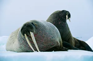 WALRUS - Pair, female with short tusks WALRUS - Pair, female with short tusks