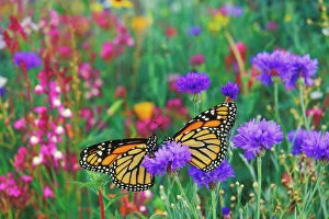 Wanderer / MONARCH / Milkweed Butterflies - resting in garden of flowers