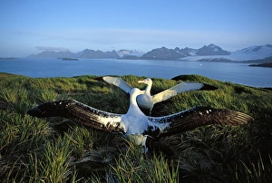 Wandering albatross (Diomedea exulans) courtship display Wandering albatross (Diomedea exulans) courtship display