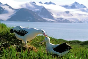 Images Dated 4th February 2009: Wandering Albatross - Pair preening (part of courtship behaviour), Albatross Island