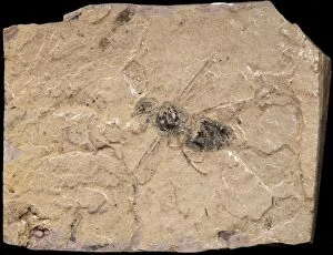 Wasp Fossil