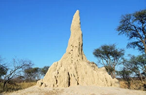 WAT-4554 Termite Mound