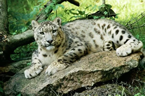 Leopard Cat Gallery: WAT-4569