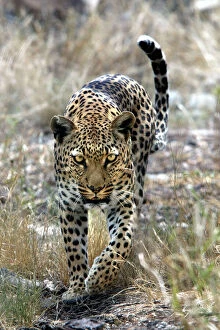 Leopard Cat Gallery: WAT-8070