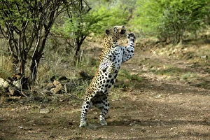 Leopard Cat Gallery: WAT-8107