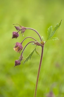 Water Avens - close up side view showing detail of the stem leaves and flower - May Water Avens - close up side view showing detail of the stem leaves and flower - May