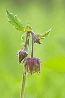 Water Avens - showing close up of flower head in flower - May Water Avens - showing close up of flower head in flower - May