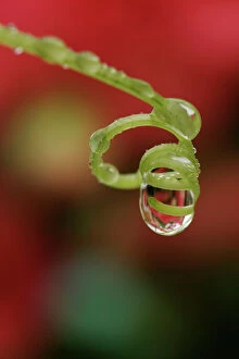 Images Dated 21st July 2005: Water droplet - On bryony tendrill Bedfordshire UK 064