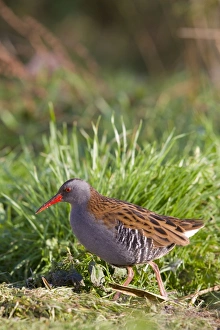 Water Rail - Single adult bird foraging in grass adjacent to lake Water Rail - Single adult bird foraging in grass adjacent to lake