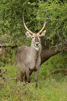 Waterbuck - male individual standing in acacia grove Waterbuck - male individual standing in acacia grove