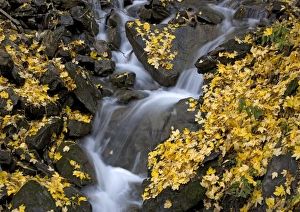 Waterfall in sycamore woodland. Autumn Waterfall in sycamore woodland. Autumn