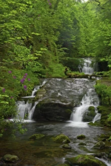 Exmoor Collection: Waterfalls at Watersmeet East Lyn River, Exmoor National Park, Devon UK LA000408