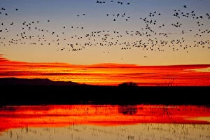 Waterfowl on roost at sunrise, Bosque del