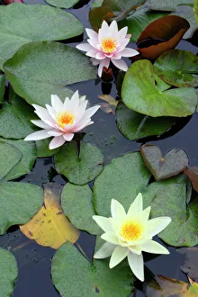 Waterlily - flowering plant in garden pond Waterlily - flowering plant in garden pond