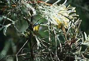 Wattled False / Asity SUNBIRD - male Wattled False / Asity SUNBIRD - male