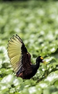 Images Dated 25th December 2013: Wattled Jacana on grass