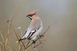 Images Dated 3rd January 2011: Waxwing